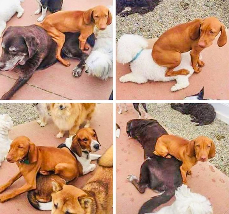 20+ фотографий, доказывающих, что у собак есть своя собственная логика