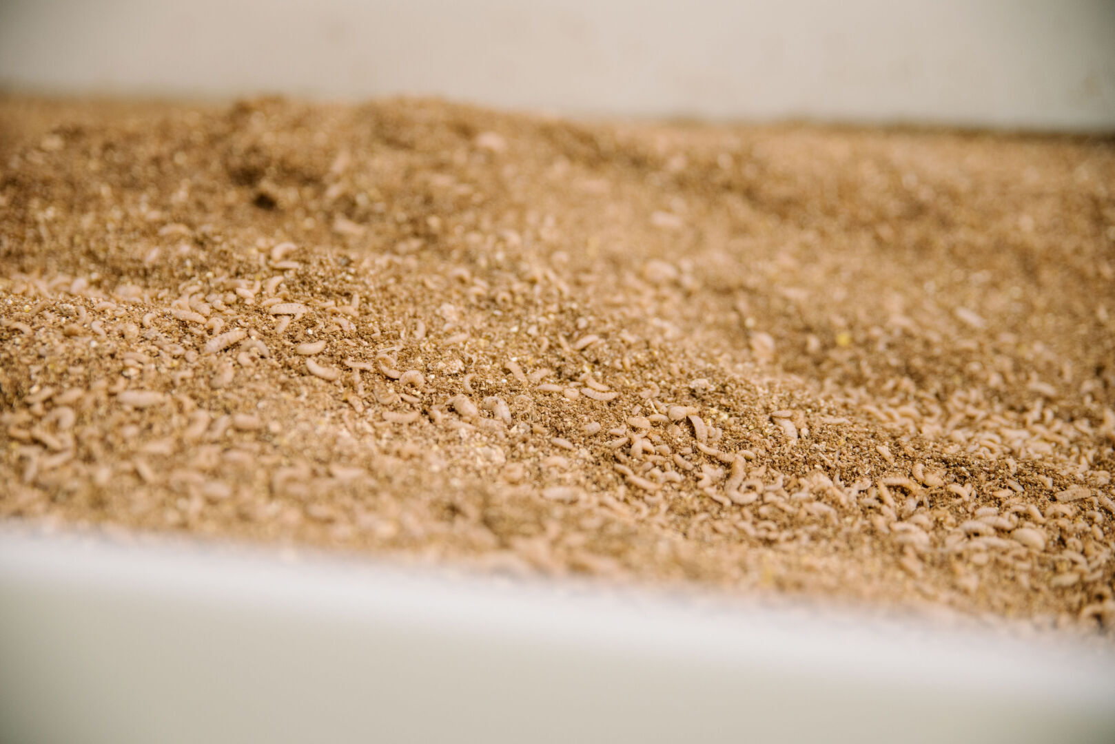 А, Вы бы кормили своего питомца растительной пищей?