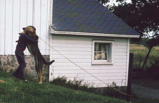 Это истинные значения поведения вашей собаки