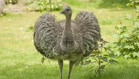 Не бойся, заходи! У нас нет собаки. Какая ответственность грозит за содержание диких животных в квартире?