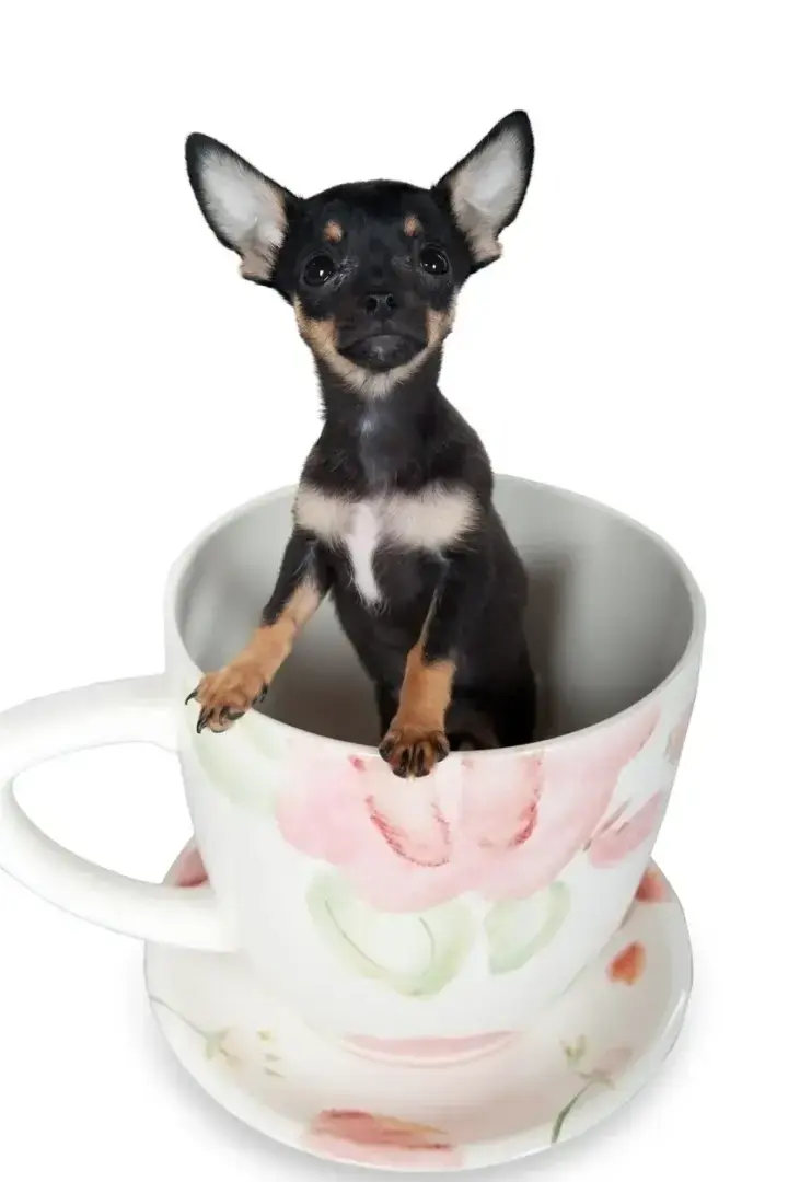 Маленький охранник. Чихуахуа