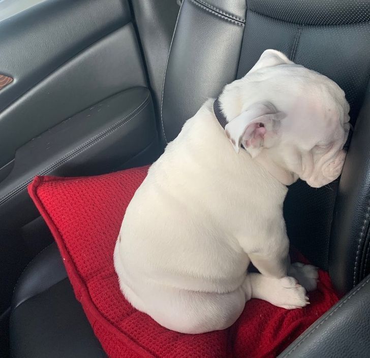 20+ фотографий, доказывающих, что у собак есть своя собственная логика