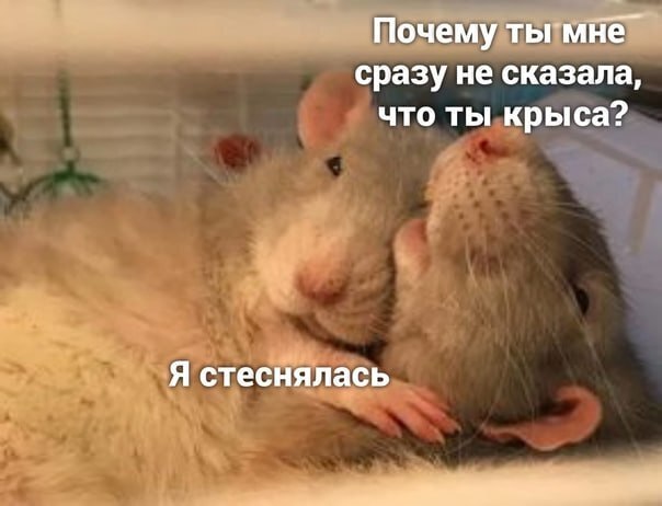 ​​Клетки человеческого мозга прижились в мозгу крысы