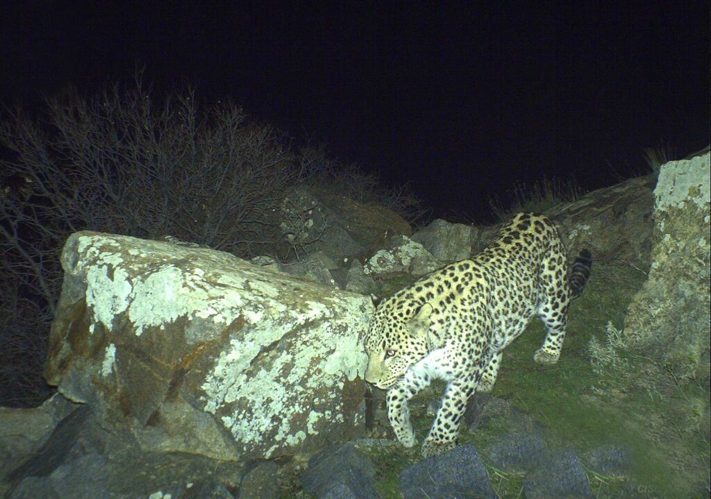 Беспрецедентный «появление» кавказского леопарда и усилия по сохранению вида