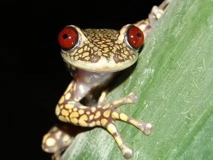 Не бойся, заходи! У нас нет собаки. Какая ответственность грозит за содержание диких животных в квартире?