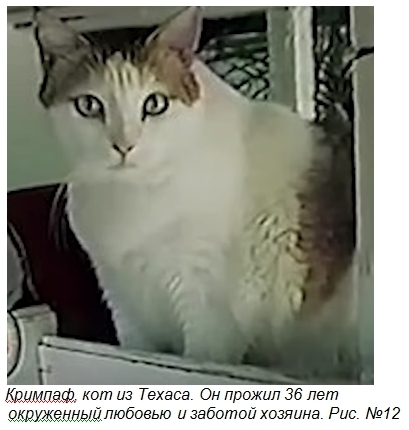 Десять фактов о кошках, о которых вы не догадываетесь.Часть 2