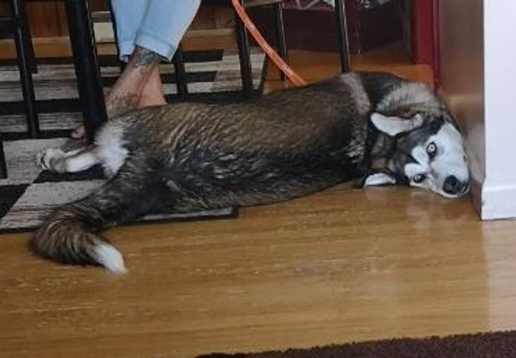 20+ фотографий, доказывающих, что у собак есть своя собственная логика