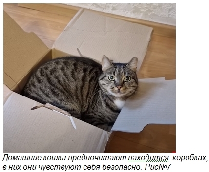 Десять фактов о кошках, о которых вы не догадываетесь. Часть 1