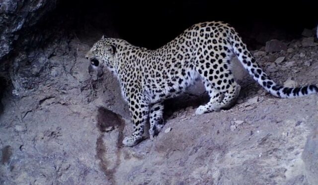 Беспрецедентный «появление» кавказского леопарда и усилия по сохранению вида