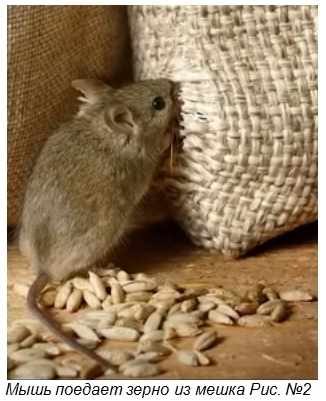 Десять фактов о кошках, о которых вы не догадываетесь. Часть 1