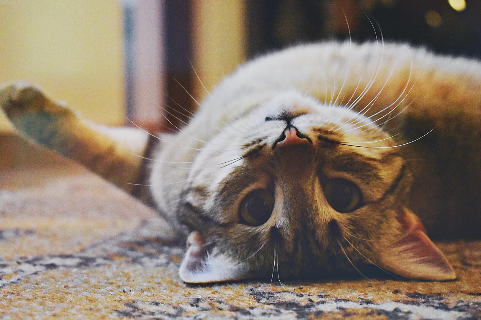 10 удивительных фактов о наших кошачьих друзьях