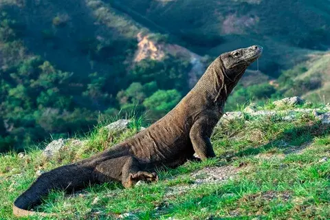 Не бойся, заходи! У нас нет собаки. Какая ответственность грозит за содержание диких животных в квартире?