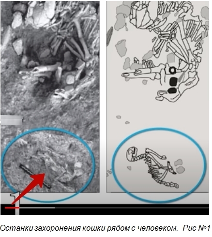 Десять фактов о кошках, о которых вы не догадываетесь. Часть 1