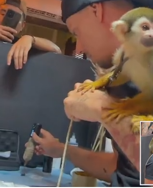 Человеку делает татуировку Обезьяна