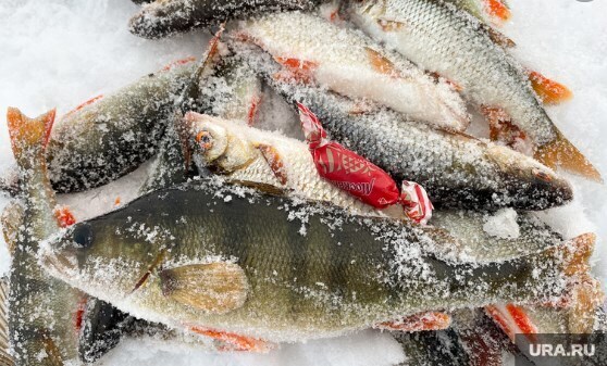 Изменения правил рыбной ловли для российских рыбаков вступят в силу с 1 марта