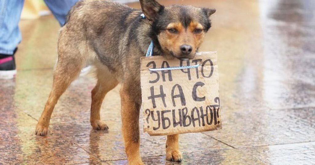 Должны ли вы помогать бездомным животным или игнорировать их?