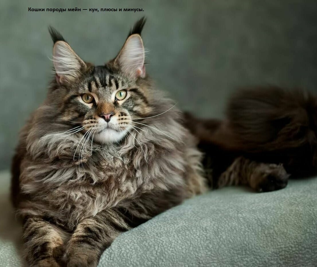 Кошки породы мейн — кун, плюсы и минусы.