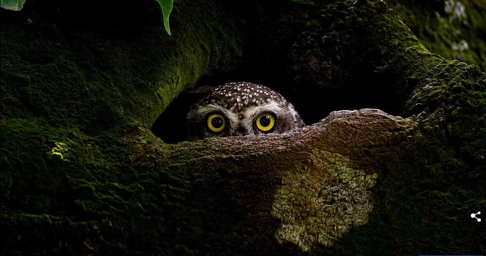 В 2023 Sony World Photography Awards представлены лучшие отдельные снимки из 55 стран, принявших участие