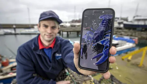 Рыбак говорит, что редкого голубого омара можно поймать «два миллиона за один выстрел.