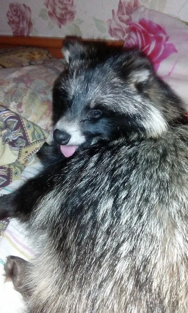 Что за животное такое енотовидная собака?