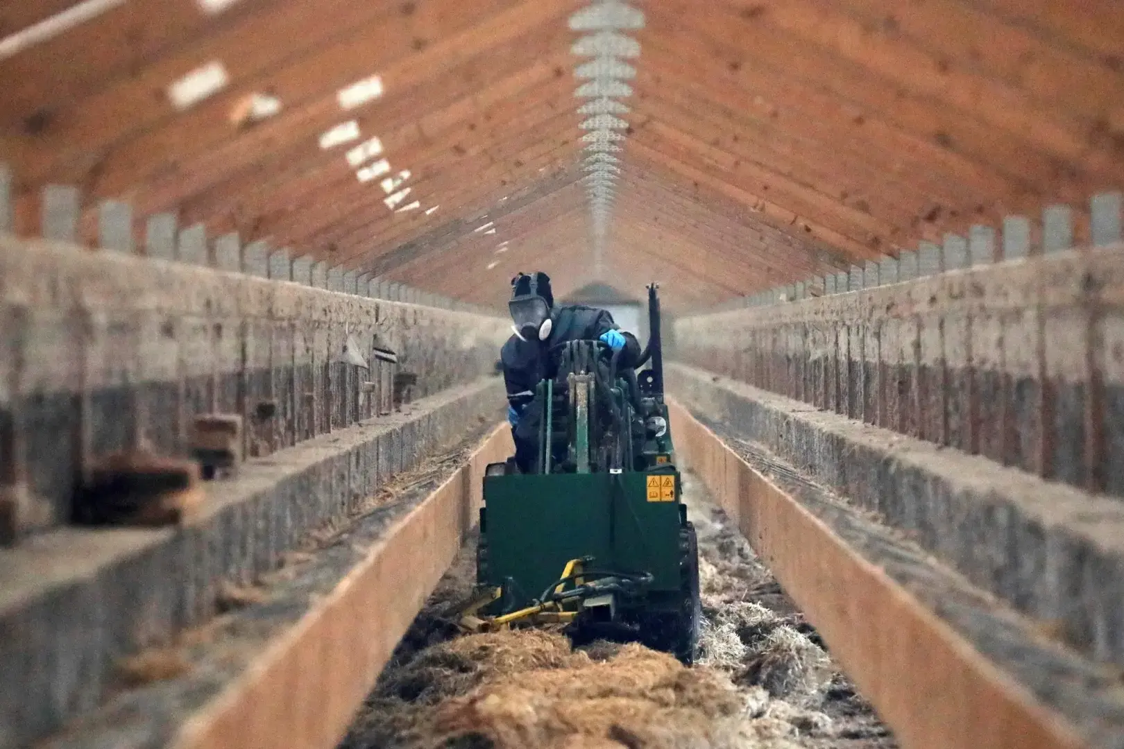 Вспышка птичьего гриппа возвращает норковые фермы в центр внимания