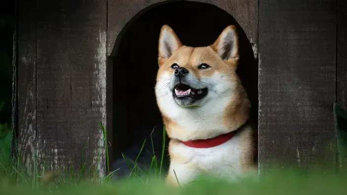 Как построить конуру для собаки?