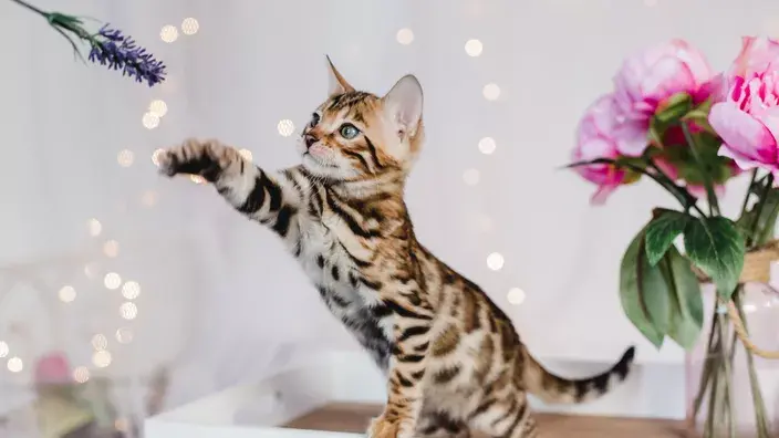 Завести кошку: какую породу выбрать?