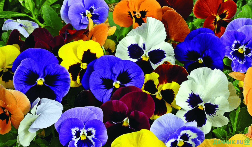 Лучшие растения для небольших городских садов: простота выращивания и неприхотливость в уходе