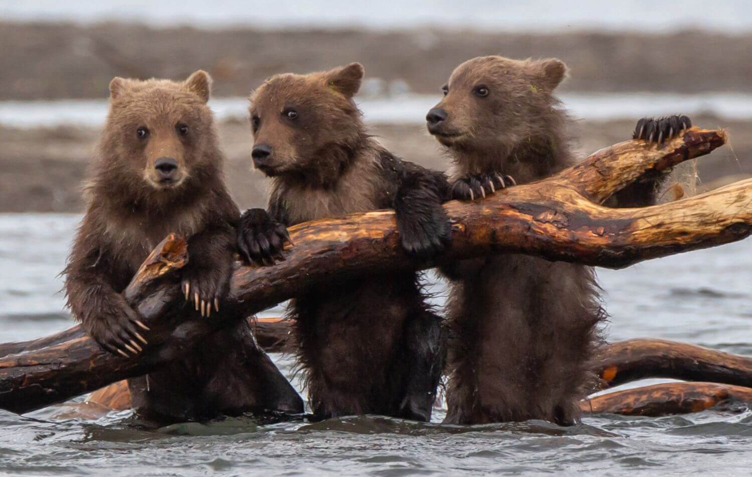 Из жизни косолапых (не байки)