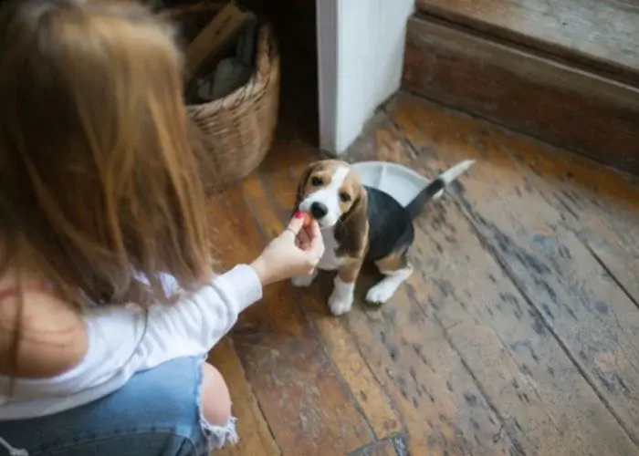 3 лучших способа выбрать спокойного щенка.