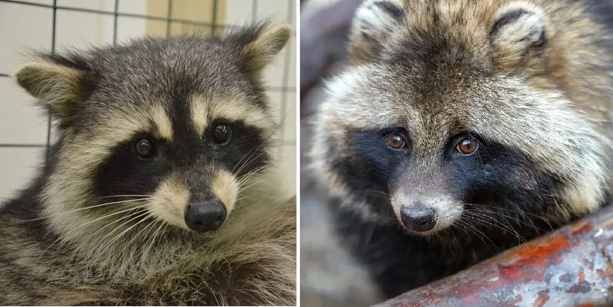 Что за животное такое енотовидная собака?