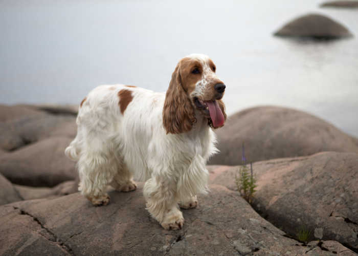 История собаки породы английский кокер-спаниель.