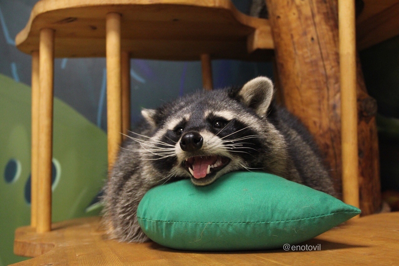 Что за животное такое енотовидная собака?