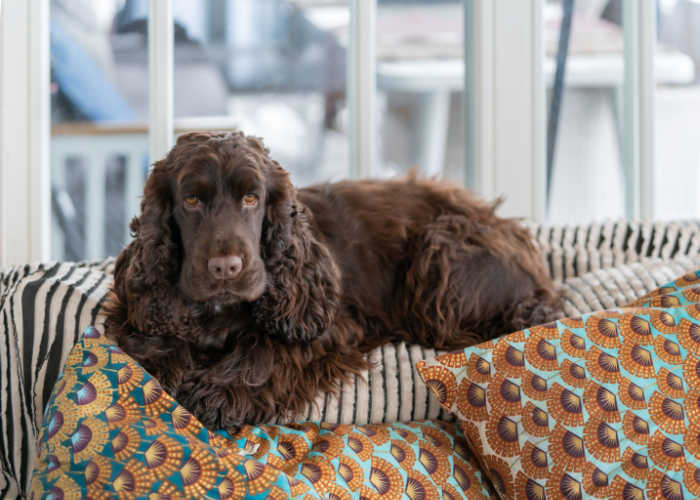 Часто задаваемые вопросы о породах английских кокер-спаниелей.