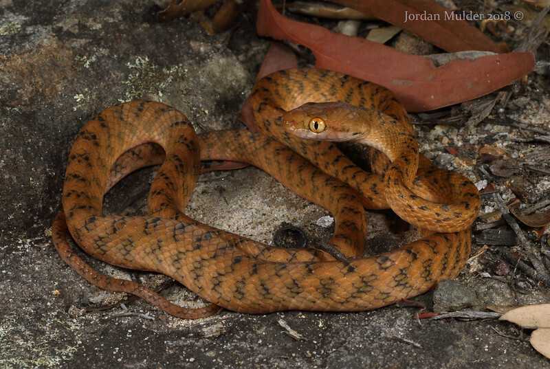 Десять неместных животных, сеющих хаос в США