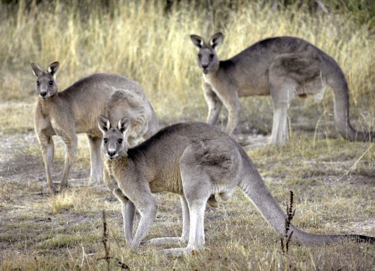 Билл объявит вне закона кожу кенгуру в Аризоне