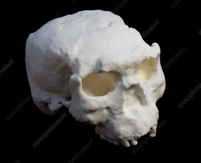 Древний череп, найденный в Китае, может быть Homo Erectus