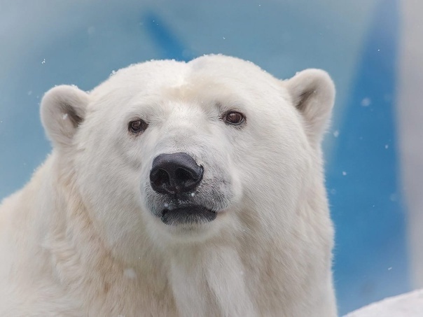 У Новосибирских медведей, Кая и Герды родилась двойня