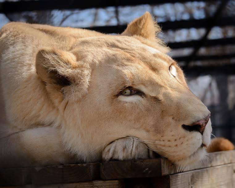 Эта Львица Была Спасена, Благодаря Ее Новому Соседу