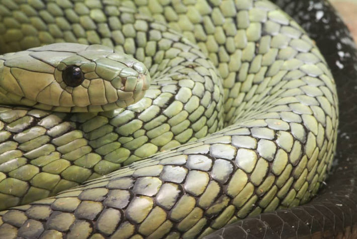 Осторожно! Самые опасные змеи.