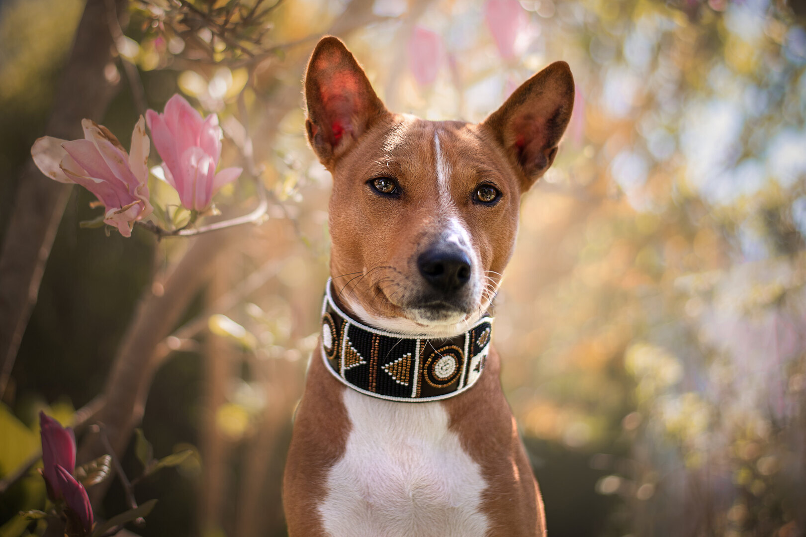 Кот или собака: какое животное больше подходит вам?