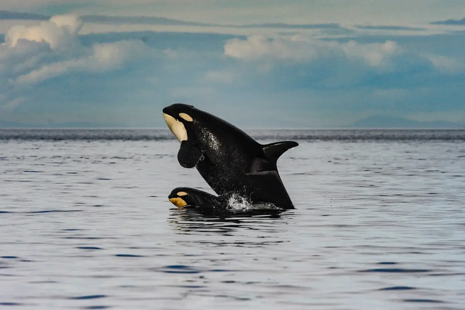 Las ballenas son mamíferos