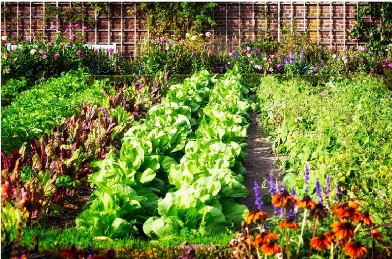 Огород на балконе. Что я выращивала на балконе в городе