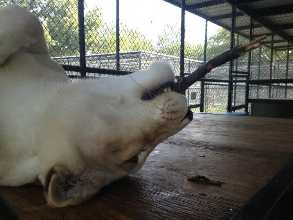 Эта Львица Была Спасена, Благодаря Ее Новому Соседу