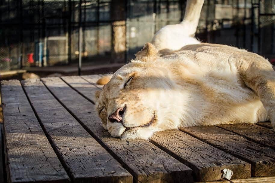 Эта Львица Была Спасена, Благодаря Ее Новому Соседу