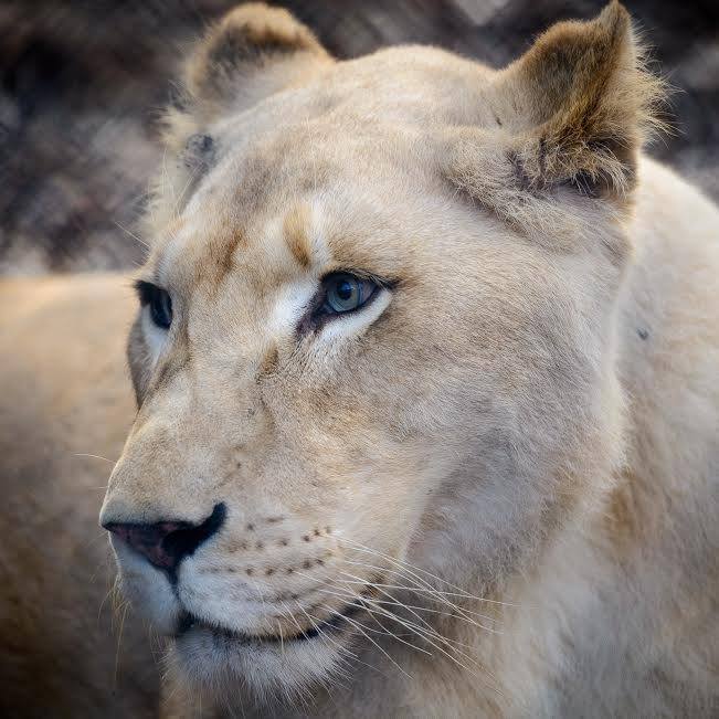 Эта Львица Была Спасена, Благодаря Ее Новому Соседу