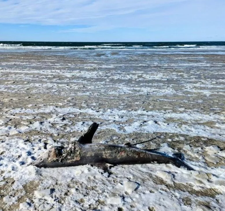 Тайна гигантской замороженной акулы на пляже Кейп-Код сбивает с толку экспертов