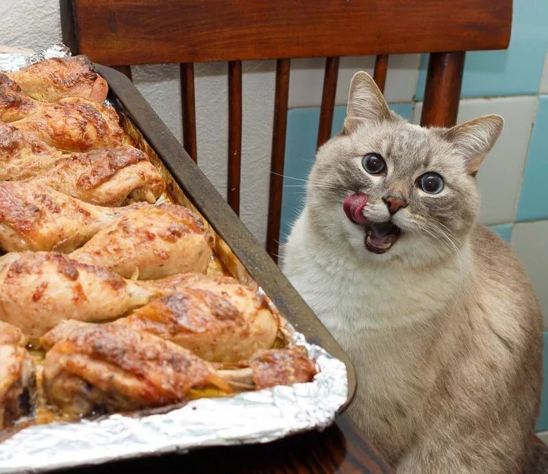 Милые кошки