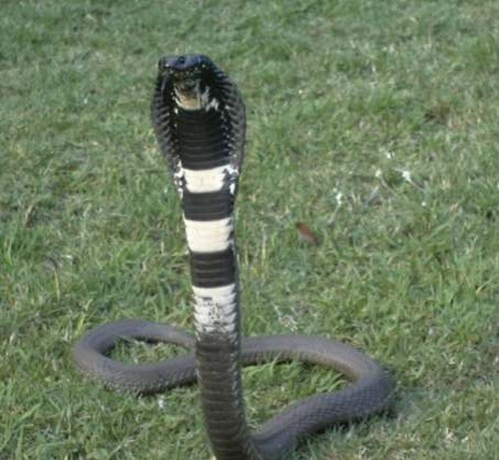 Осторожно! Самые опасные змеи.