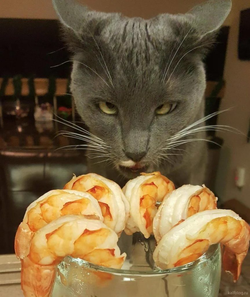 Милые кошки